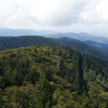 Skov_Schwartswald_dinesen.jpg