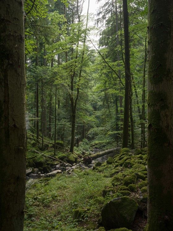 Schwarzwald forest - 2022 – Photo Hampus Berndtson - low res. -11.jpg