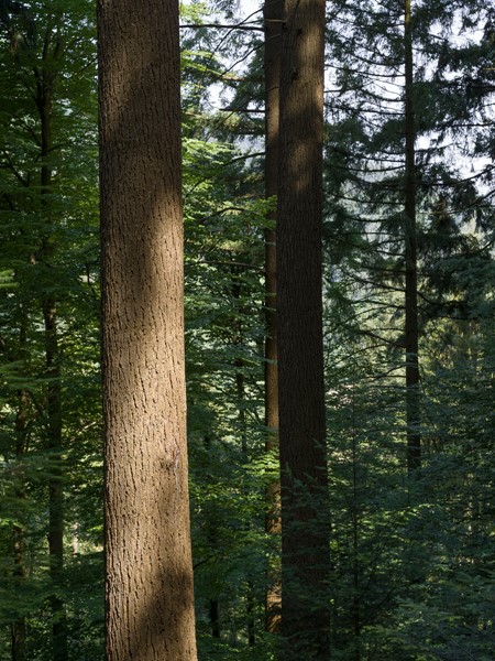 Schwarzwald forest _ Douglas - 2022 _ Photo Hampus Berndtson - high res. -113 (1).jpg