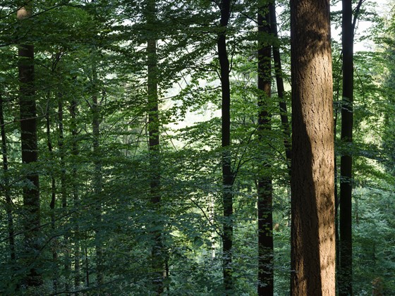 Schwarzwald forest _ Douglas - 2022 _ Photo Hampus Berndtson - high res. -114.jpg