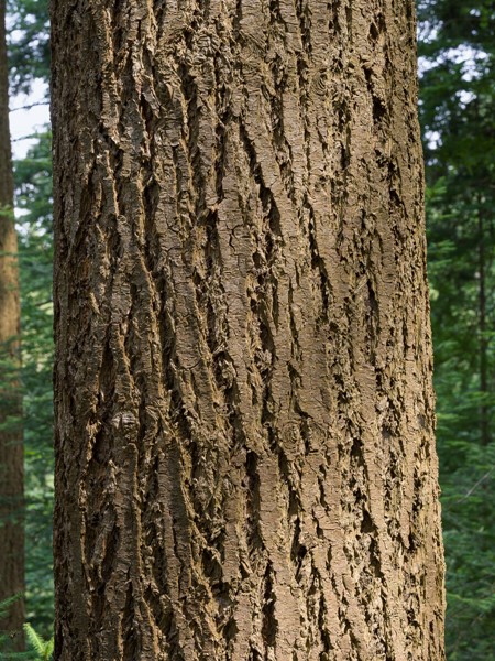 Schwarzwald forest _ Douglas - 2022 _ Photo Hampus Berndtson - high res. -127.jpg