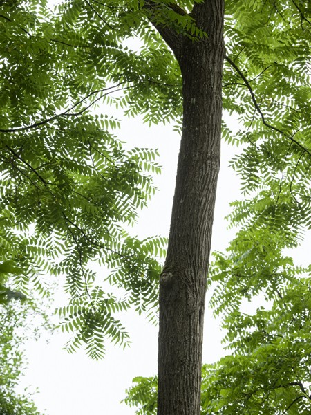 Schwarzwald forest _ Ash - 2022 _ Photo Hampus Berndtson - high res. -189.jpg