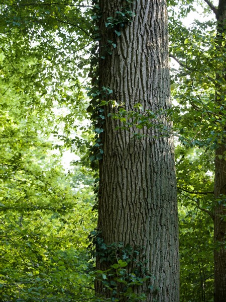 Schwarzwald forest _ Oak - 2022 _ Photo Hampus Berndtson - high res. -37.jpg